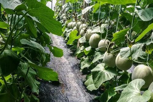 有瓜吃还会嫌瓜不甜,食客仍盼