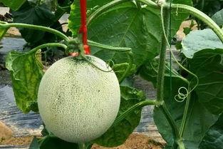 有瓜吃还会嫌瓜不甜,食客仍盼