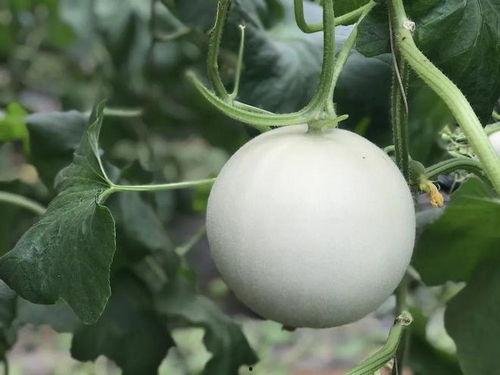 有瓜吃还会嫌瓜不甜,食客仍盼