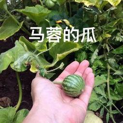 没钱吃瓜花,揭秘贫困人群的生活困境