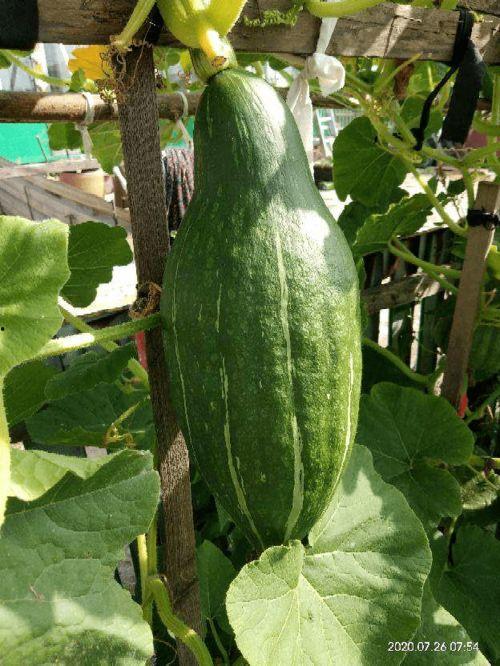 没钱吃瓜花,揭秘贫困人群的生活困境