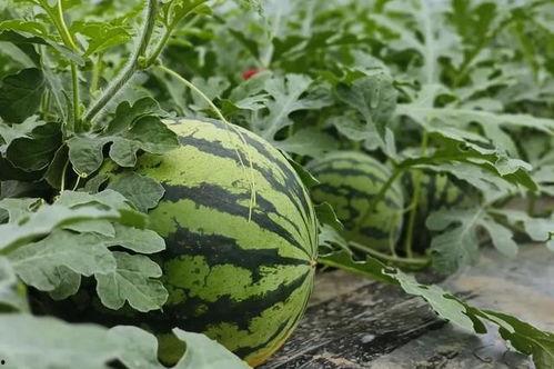 没钱吃瓜花,揭秘贫困人群的生活困境