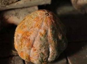 吃发霉瓜,吃出健康隐患的警示