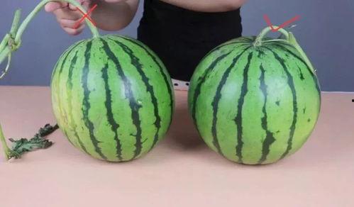 吃瓜咸瓜不甜,揭秘吃瓜咸瓜的奥秘