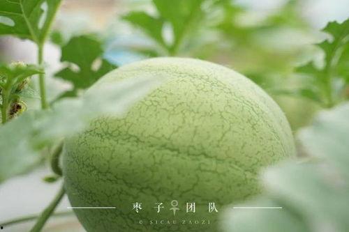 休息吃瓜是什么,揭秘网络流行语的趣味与内涵