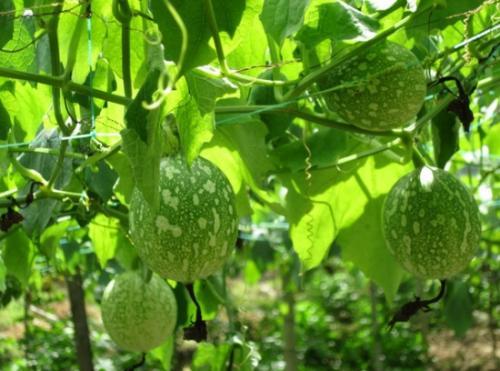 哈尼吊瓜怎么吃,美味多汁，轻松享用的天然甜品