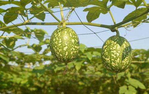 哈尼吊瓜怎么吃,美味多汁，轻松享用的天然甜品