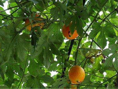 哈尼吊瓜怎么吃,美味多汁，轻松享用的天然甜品