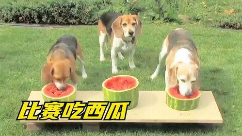 三只狗吃瓜,趣味横生的夏日食瓜记
