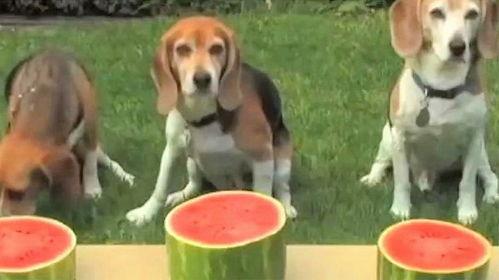 三只狗吃瓜,趣味横生的夏日食瓜记