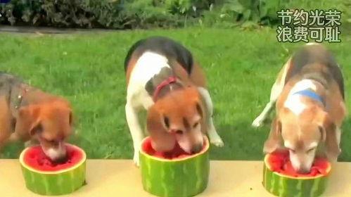 三只狗吃瓜,趣味横生的夏日食瓜记