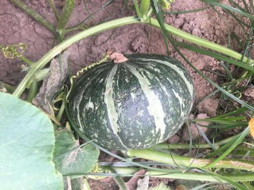 板栗瓜是甜吃还是咸吃,甜食还是咸食，风味选择大揭秘