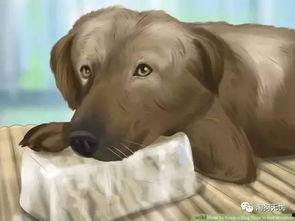 狗狗吃角瓜过敏,角瓜成过敏源，宠物主人需警惕