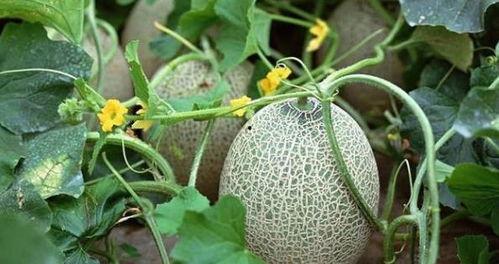 吃靶向药吃哈密瓜