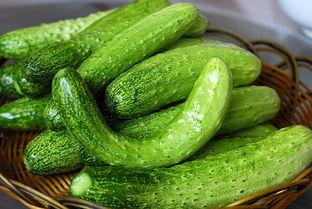 吃瓜小熊黄瓜,吃瓜小熊的黄瓜奇遇记