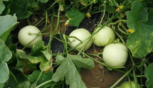 甜瓜吃瓜现场,揭秘甜瓜吃瓜的欢乐瞬间