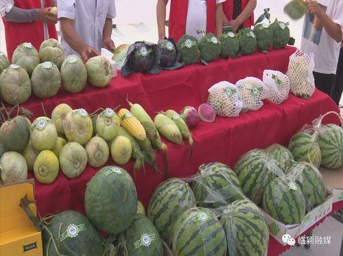 甜瓜吃瓜现场,揭秘甜瓜吃瓜的欢乐瞬间