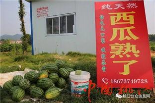 深河村吃瓜,瓜香四溢，共享丰收喜悦