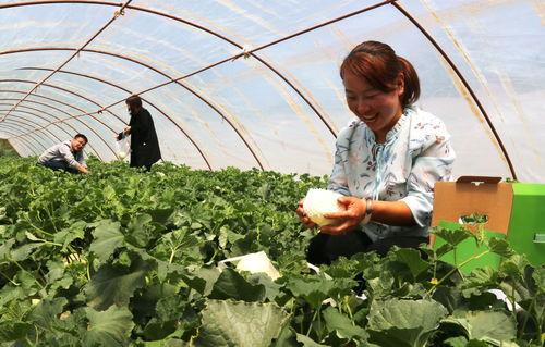 深河村吃瓜,瓜香四溢，共享丰收喜悦