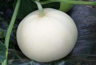 梨瓜可以吃籽吗,可食用之谜揭秘