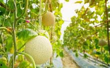 梨瓜可以吃籽吗,可食用之谜揭秘