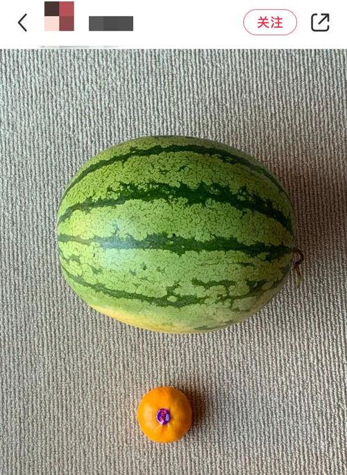 外国吃瓜素材,揭秘各国独特美食文化