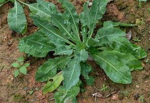 吃佛手瓜能喝板蓝根吗,健康饮食的完美搭配