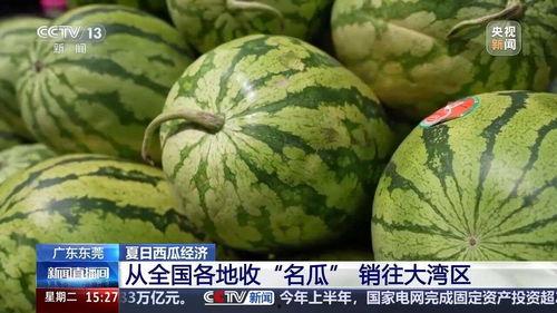 每天吃瓜吃多少,吃瓜达人的一天