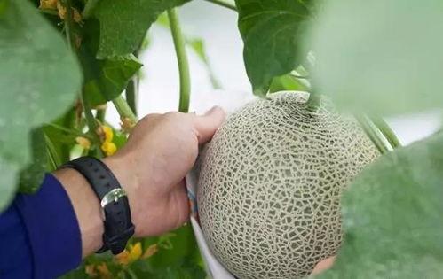 土豪吃瓜群众,揭秘娱乐圈的奢华生活与八卦风云