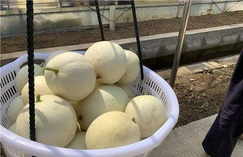 吃瓜群众苏喂,揭秘吃瓜群众的趣味生活