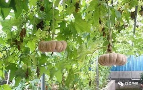 吃瓜落的拼音,探寻拼音背后的故事