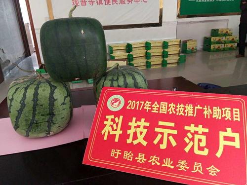 佛掌瓜可以吃吗,美味可口的天然食材探索