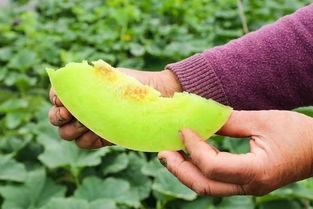 不迟到吃瓜,不缺席，吃瓜群众的新守则