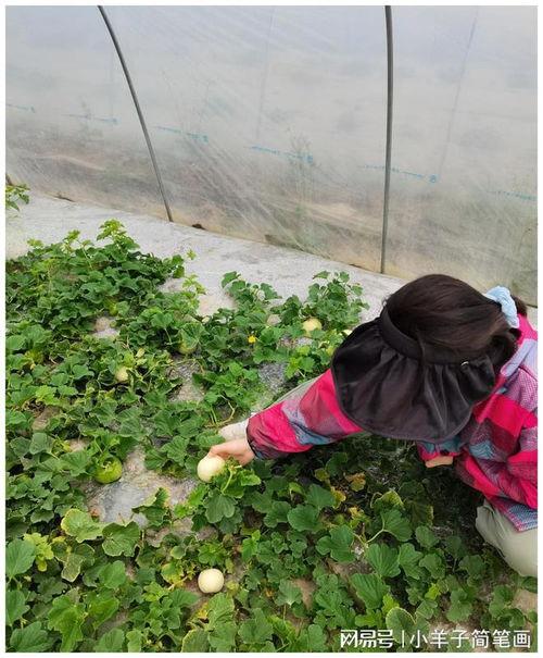 白啄瓜吃胖,探寻瓜果中的健康密码