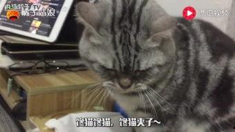 猫劝架吃瓜猫