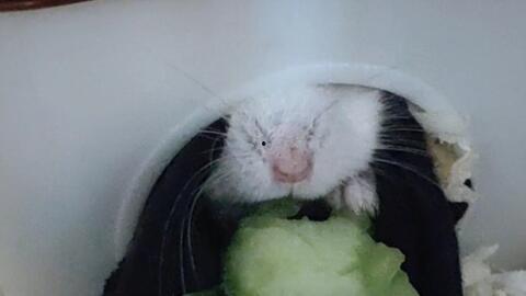 小仓鼠吃瓜球,小仓鼠的瓜球美食之旅