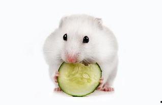 小仓鼠吃瓜球,小仓鼠的瓜球美食之旅