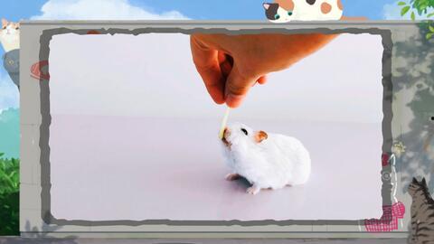 小仓鼠吃瓜球,小仓鼠的瓜球美食之旅