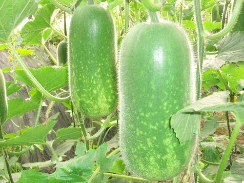 王博士带你吃瓜