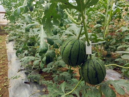 小城里吃瓜,揭秘本地特色美食背后的故事