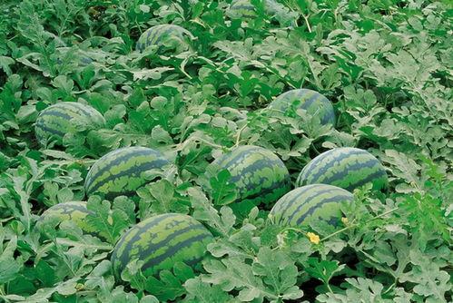 浙工商食堂吃瓜,吃瓜群众的美食盛宴