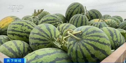 西华吃瓜,揭秘吃瓜群众的狂欢盛宴