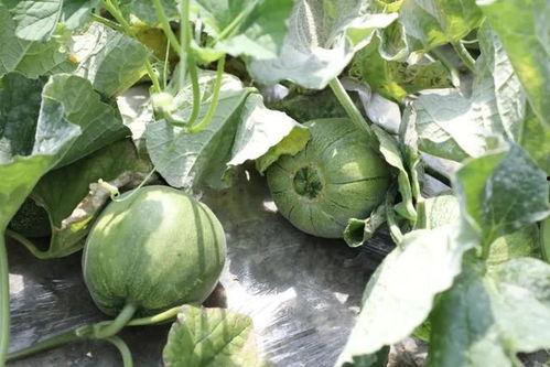 吃瓜什么季节好,吃瓜正当时——夏季瓜果盛宴