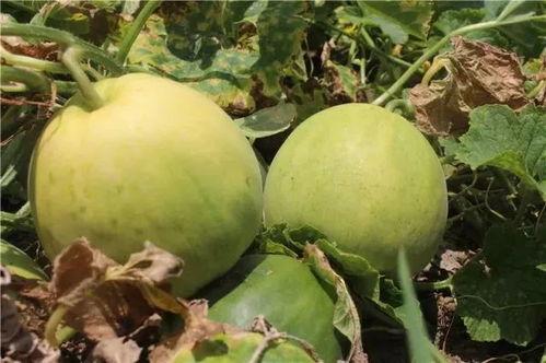 像香瓜的瓜叫什么瓜可以炒着吃,揭秘可炒食的神秘瓜类