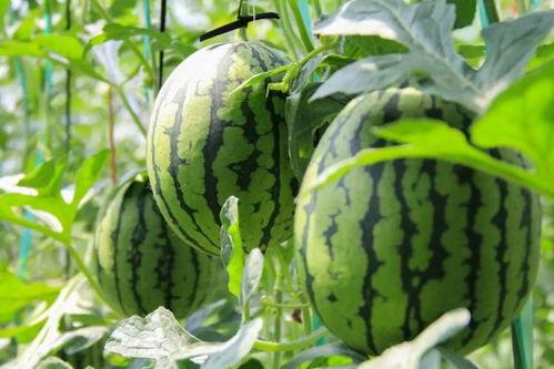 免费资源吃瓜,吃瓜群众也能畅享的福利盛宴