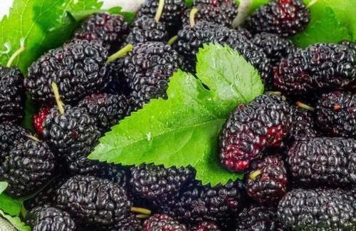 蜜瓜和桑葚能一起吃吗,美味搭配，食用禁忌揭秘