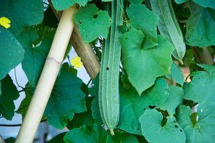 吃瓜降尿酸吗怎么吃最好