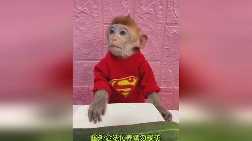 猴哥吃瓜2,揭秘娱乐圈背后的秘密与风波