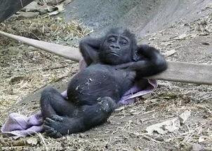 超级猩猩员工 吃瓜视频,职场八卦背后的真相