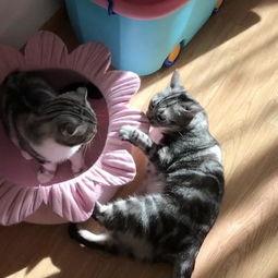 喵小兔吃瓜,喵小兔的瓜界探险记